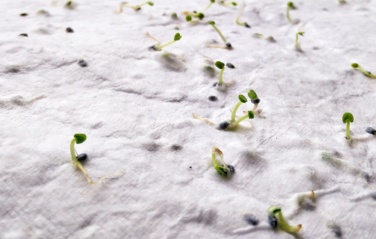 Logotrade corporate gift image of: A6 wildflower seed paper sheet