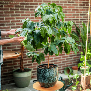 Logo trade advertising products picture of: Treemore Letterbox Trees Coffee