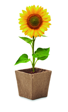 Logotrade promotional giveaway image of: Sunflower growing kit