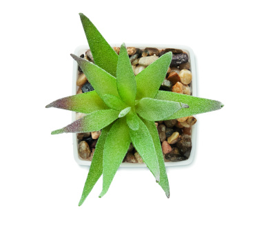 Logotrade promotional item picture of: Mini artificial plant