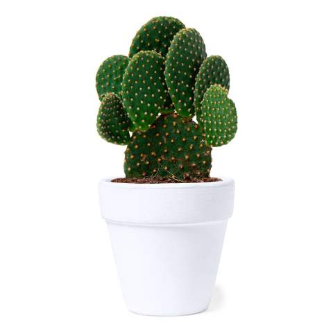 Flowerpot Konte – Makito (1)