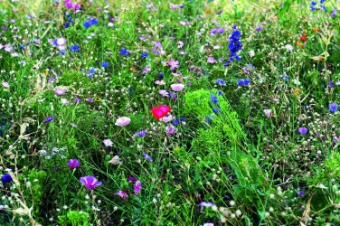 Logo trade meened foto: Lilled segavad ümbrikus seemneid