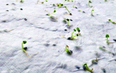 Logotrade firmakingid pilt: ASIDA Seemnepaberist visiitkaart