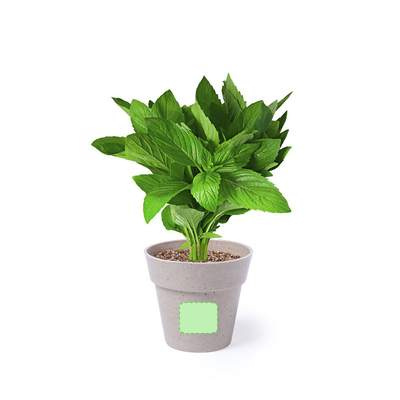 Blomkrukaset Nertel: Planter 1