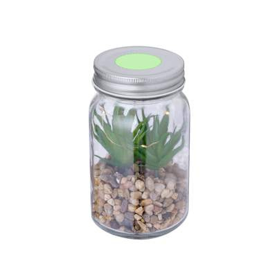 Dekorative Pflanze Kyala: Bereich 1