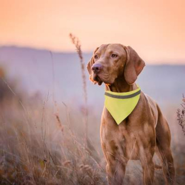 Bandana Husdjurshalsband Bipols, Gul – Makito (2)